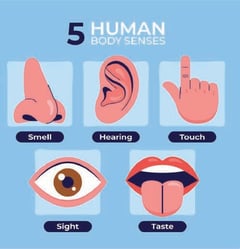 5 senses